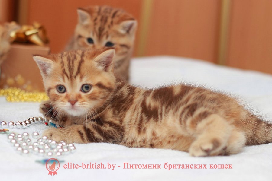 Британские котята шоколадного мраморного окраса