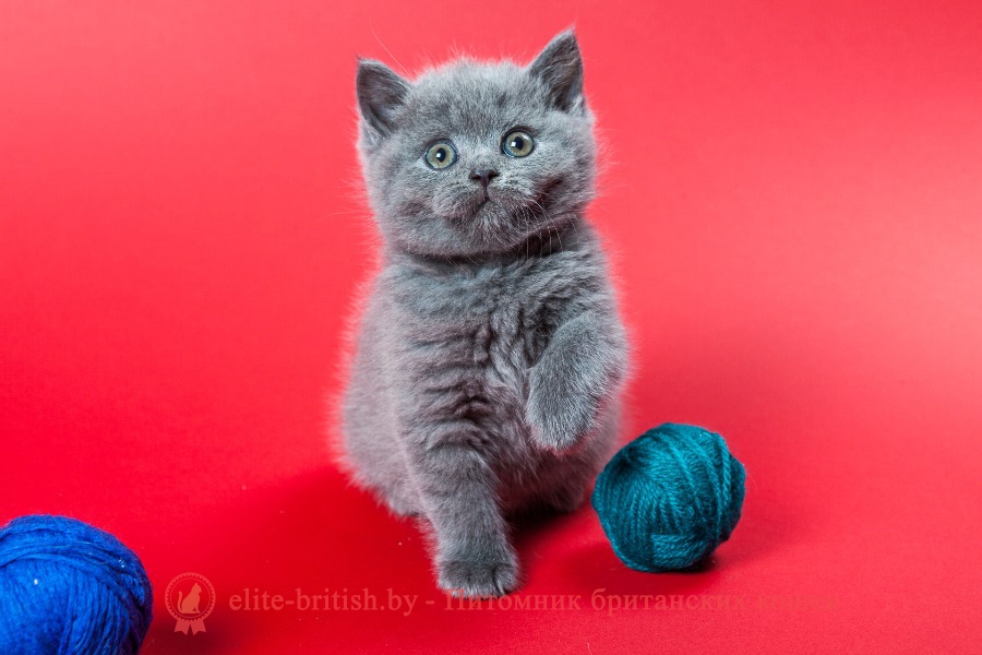 Британский котенок голубого окраса Unique