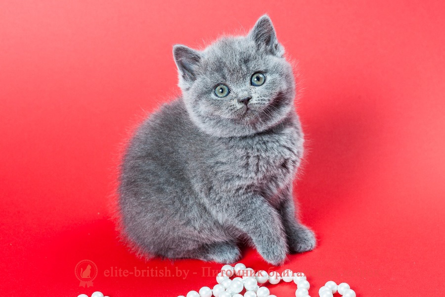 Британский котенок голубого окраса Unique
