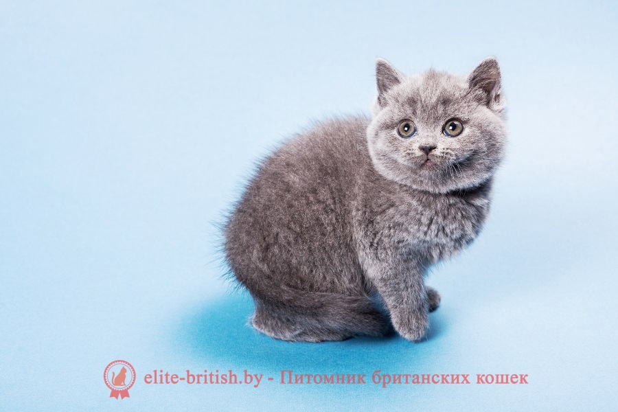 Британский котенок голубого окраса Ulli
