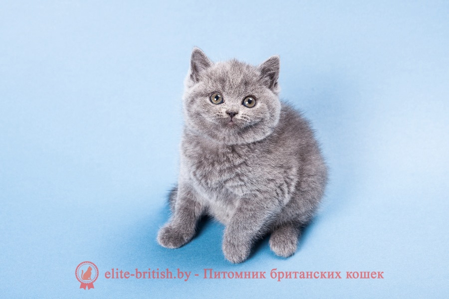 Британский котенок голубого окраса Ulli
