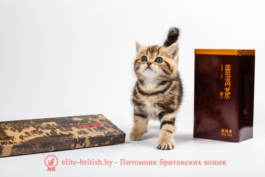 Британский котенок золотого мраморного окраса Ириска