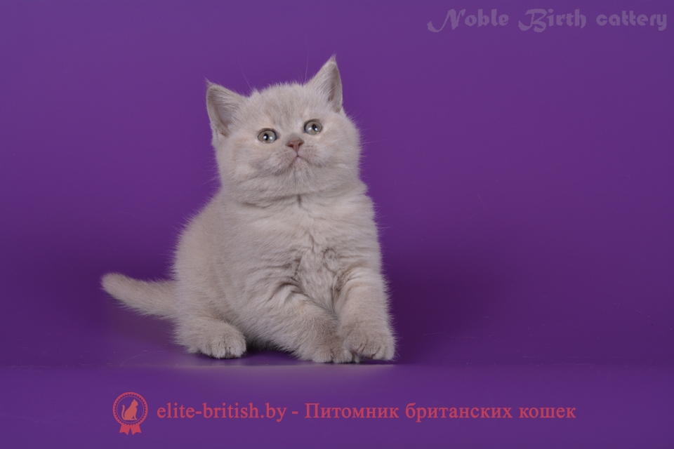 Британский котенок лилово-кремового окраса Черри
