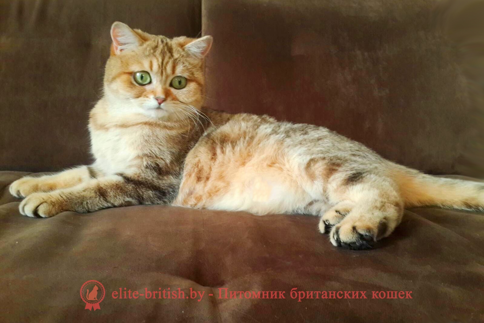Британская кошка Ornella Olimpia Marble (BRI ny 22 64)