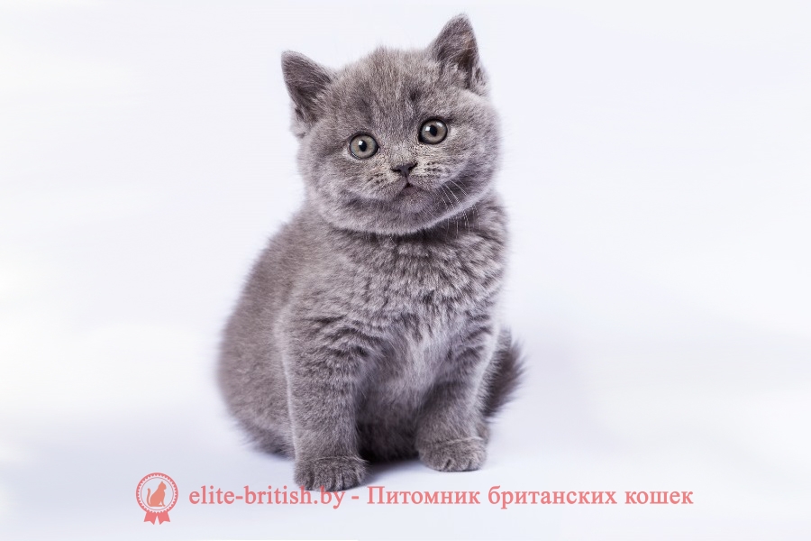 Британский котенок голубого окраса Ural