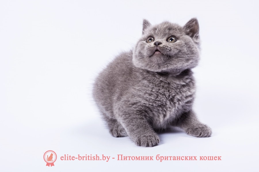 Британский котенок голубого окраса Ural