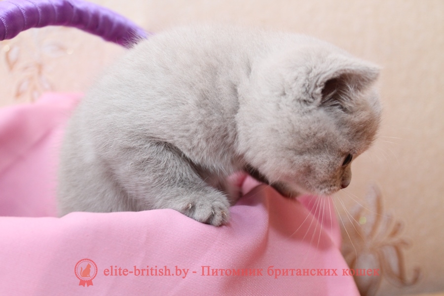 Британский котенок лиловая Hejli (Хейли)