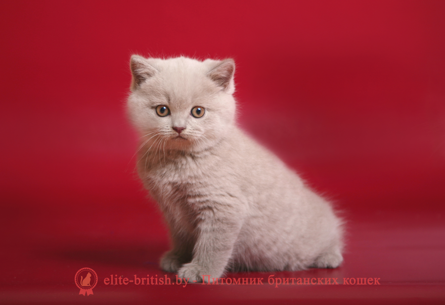 Британский котенок лиловая Hejli (Хейли)