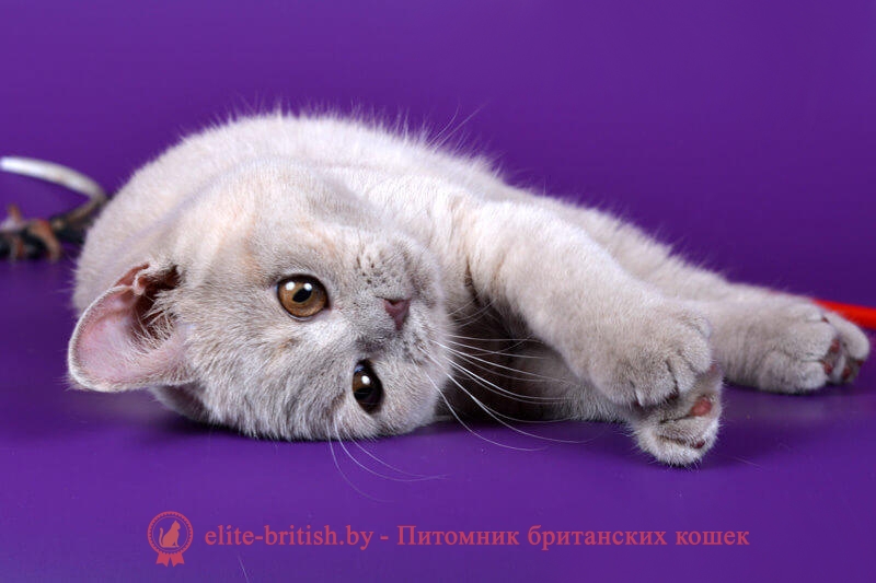 Британский котенок лилово-кремового окраса Черри