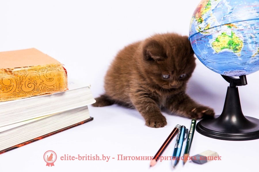 Британский котенок шоколадного окраса Yasson