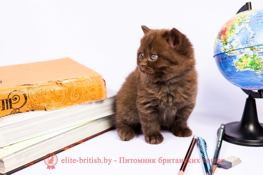 Британский котенок шоколадного окраса Yasson