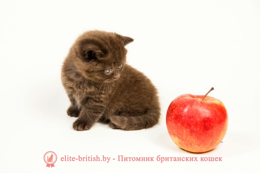 Британский котенок шоколадного окраса Yaguar
