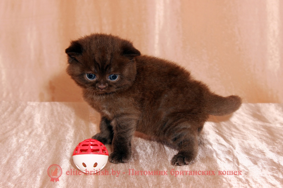 Британский котенок шоколадного окраса Yaguar