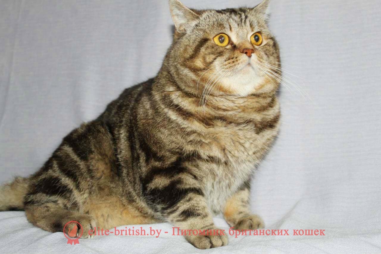 Британский кот CH FIFE Oskar Danian (BRI b 22)