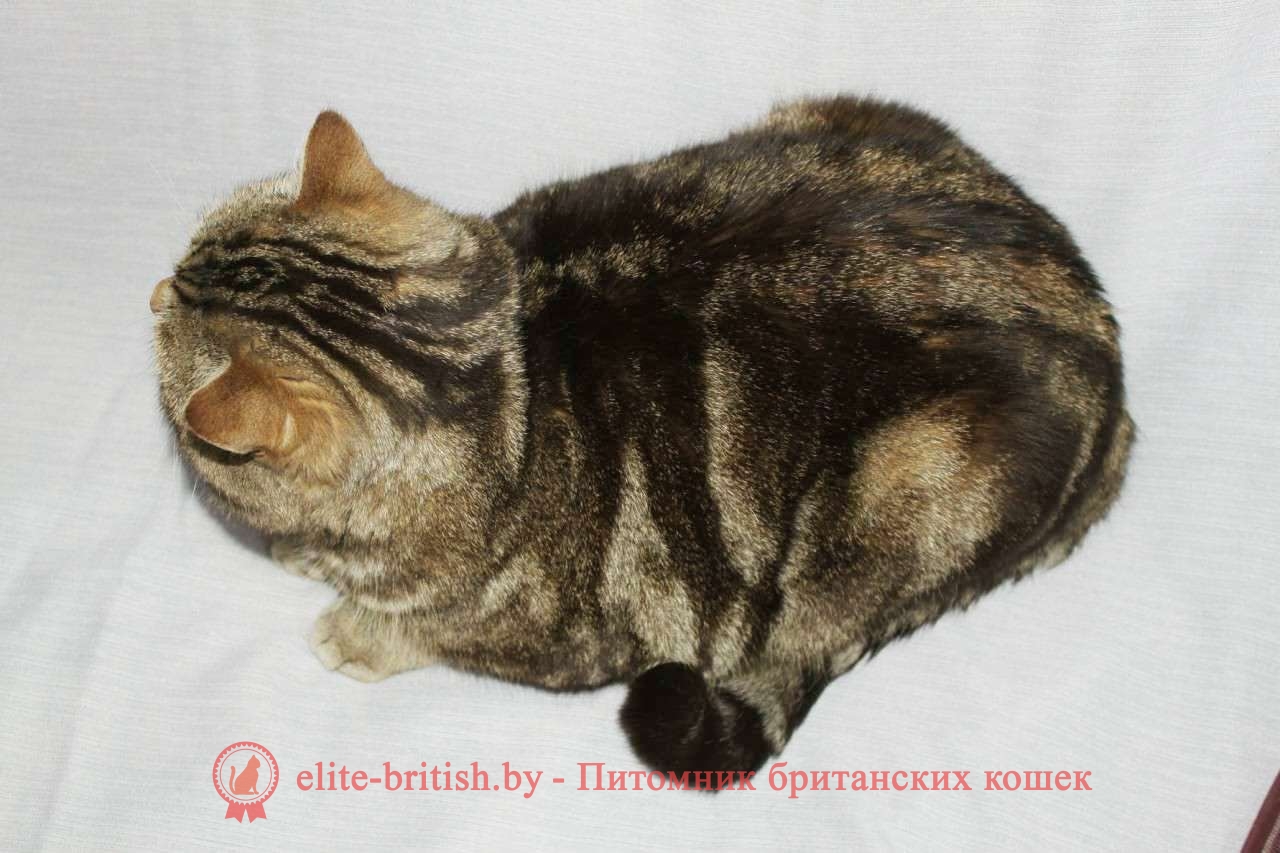 Британский кот CH FIFE Oskar Danian (BRI b 22)