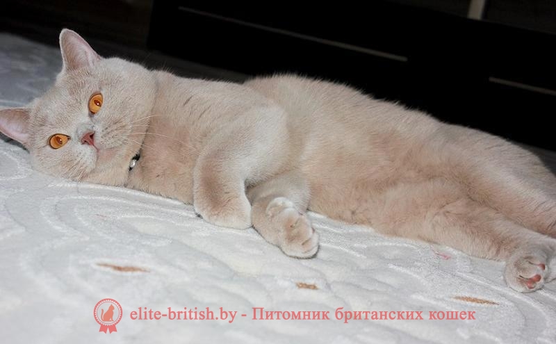 Британский кот Garfild окраса фавн на вязку 