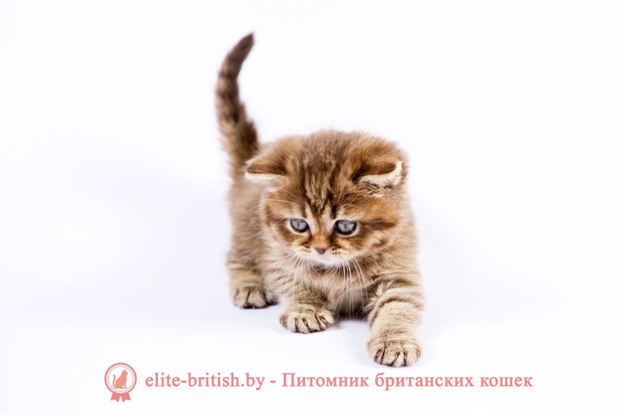 Британский котенок шоколадного пятнистого окраса Bounty
