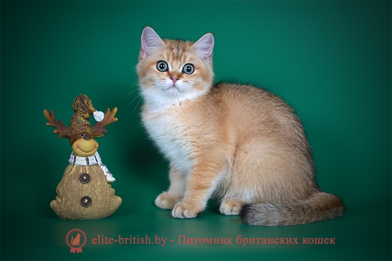 Британский котенок окраса золотая шиншилла Fiolla GOLDEN EYES (Фиолла)