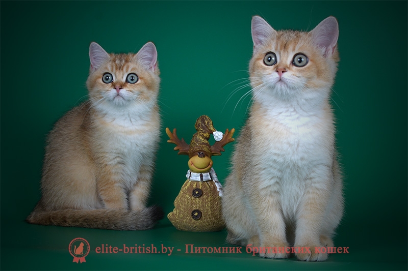 Британский котенок окраса золотая шиншилла Fiolla GOLDEN EYES (Фиолла)
