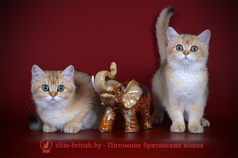 Британский котенок окраса золотая шиншилла