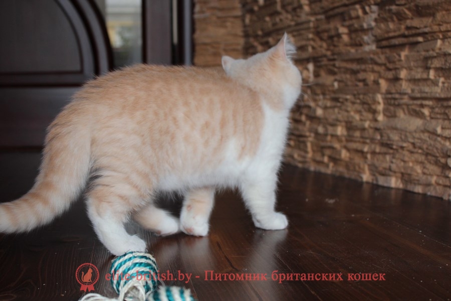 Британский котенок окраса кремовый биколор Salvador Diona (Cальвадор)