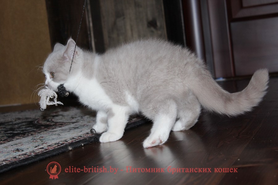 Британский котенок окраса кремовый биколор Salvador Diona (Cальвадор)