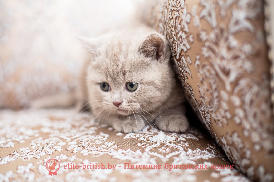Британский котенок лилового мраморного окраса Illada Elite British (Иллада)