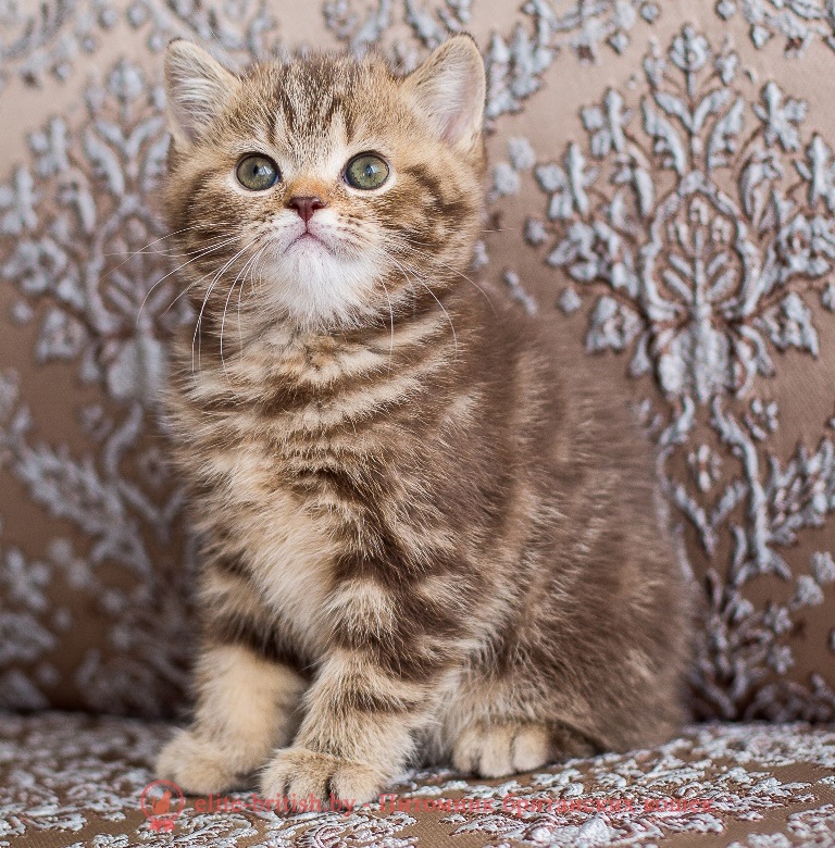 Британский котенок шоколадного мраморного окраса Infiniti Elite British (Инфинити)