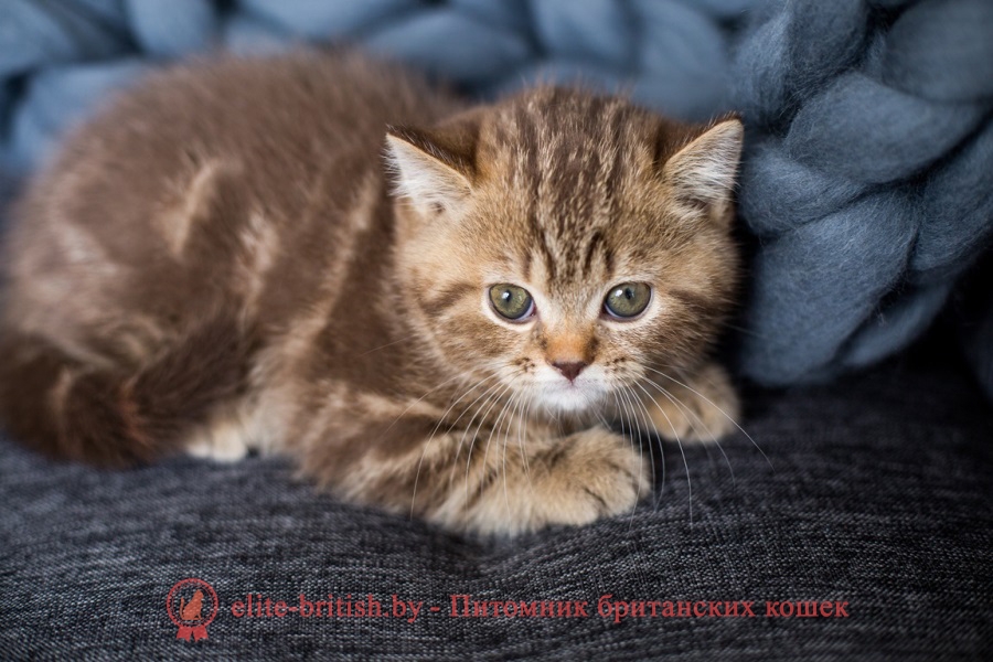 Британский котенок шоколадного мраморного окраса Infiniti Elite British (Инфинити)