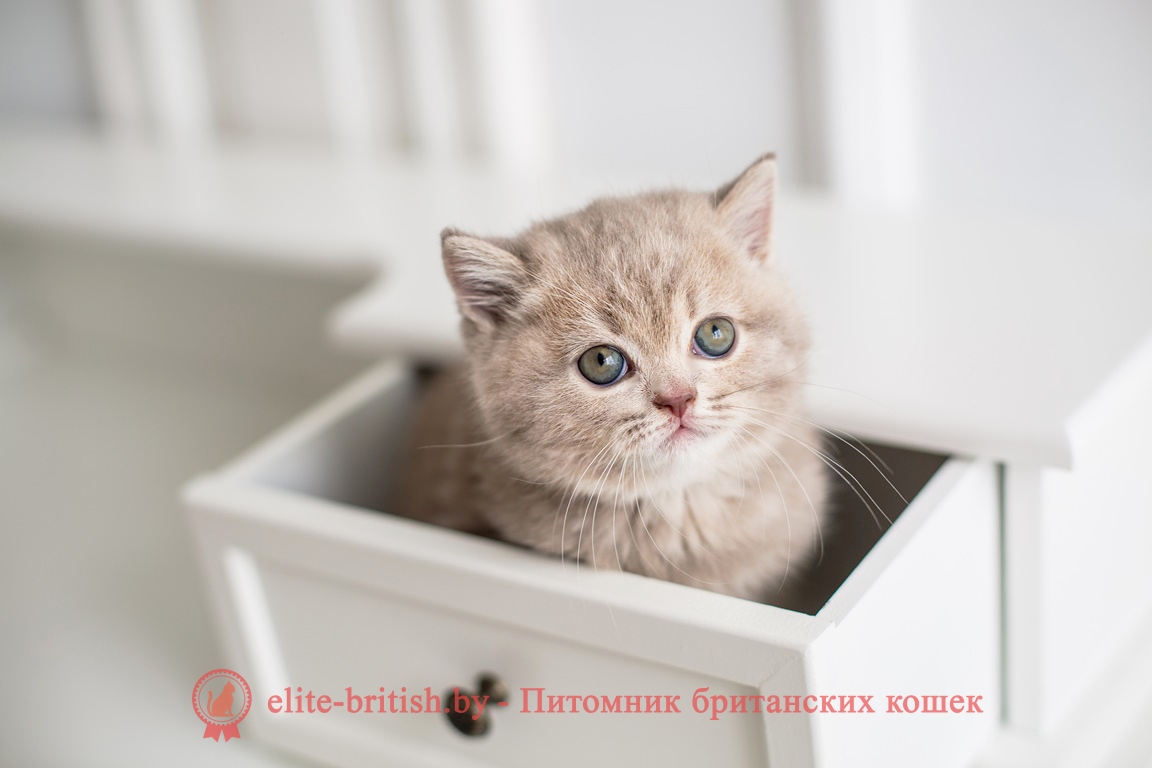 Британский котенок лилового окраса Istvud Elite British (Иствуд)