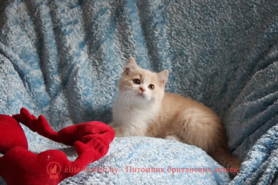 Британский котенок окраса кремовый биколор Salvador Diona