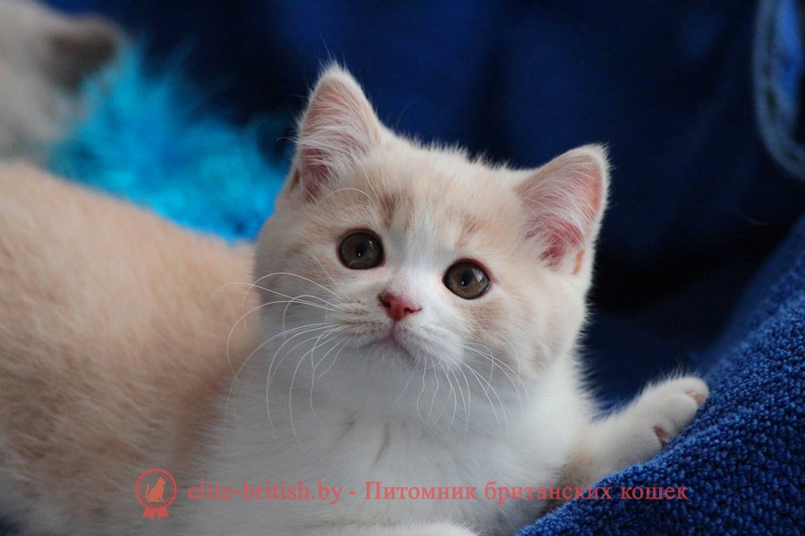 Британский котенок окраса кремовый биколор Salvador Diona