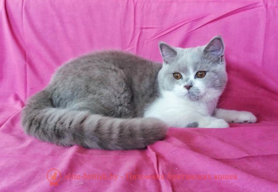 Британский котенок окраса фавн биколор Sebastian Diona (Cебастьян)