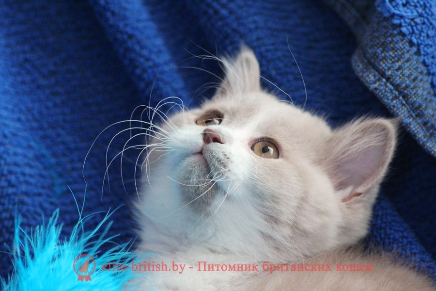 Британский котенок окраса фавн биколор Sebastian Diona (Cебастьян)
