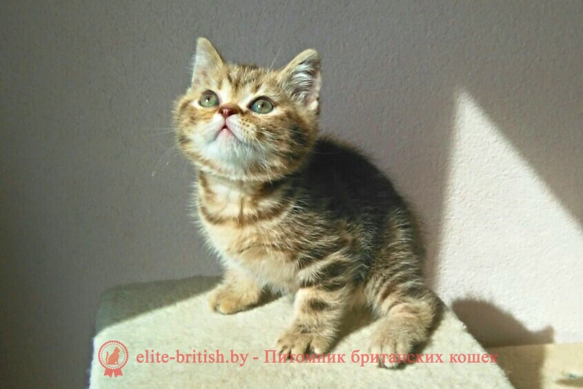 Британский котенок шоколадного пятнистого окраса Barbaris (Барбарис)