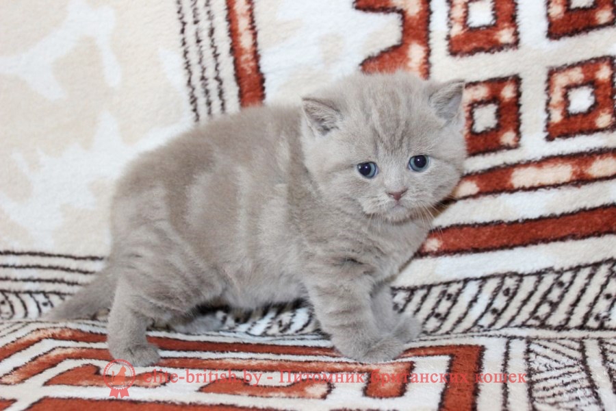 Британский котенок лилового мраморного окраса Illada Elite British (Иллада)