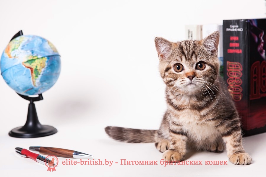 Британский котенок шоколадного мраморного окраса Карамелла