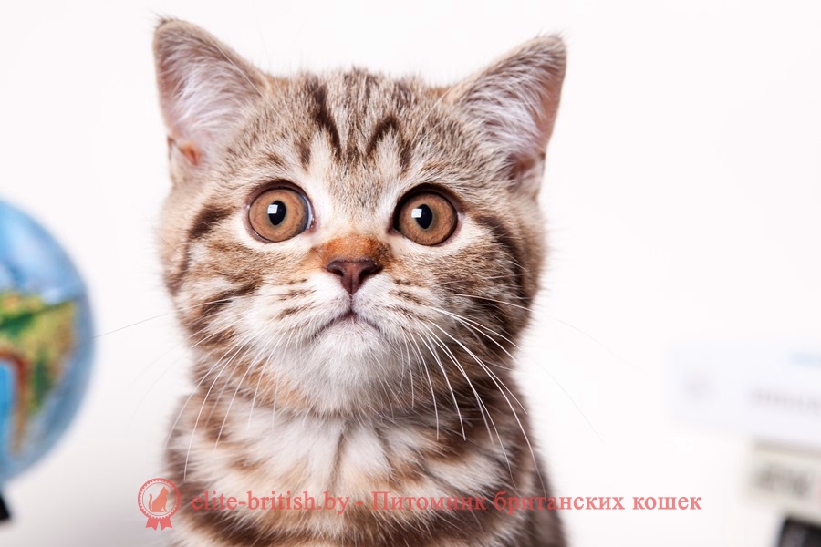 Британский котенок шоколадного мраморного окраса Карамелла