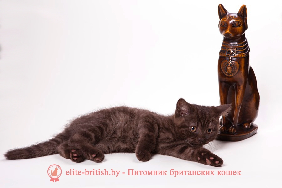 Британский котенок шоколадного окраса Шанель