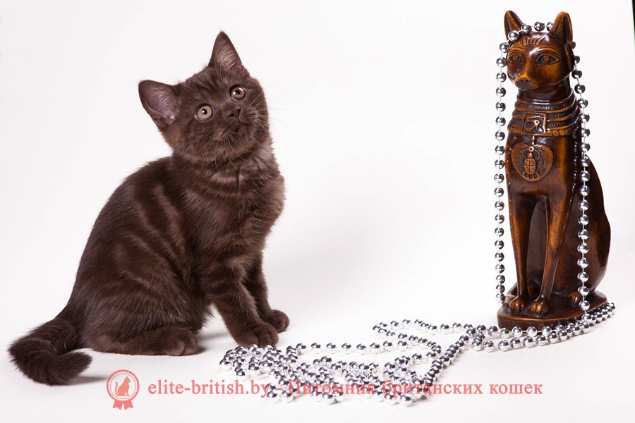 Британский котенок шоколадного окраса Цилия