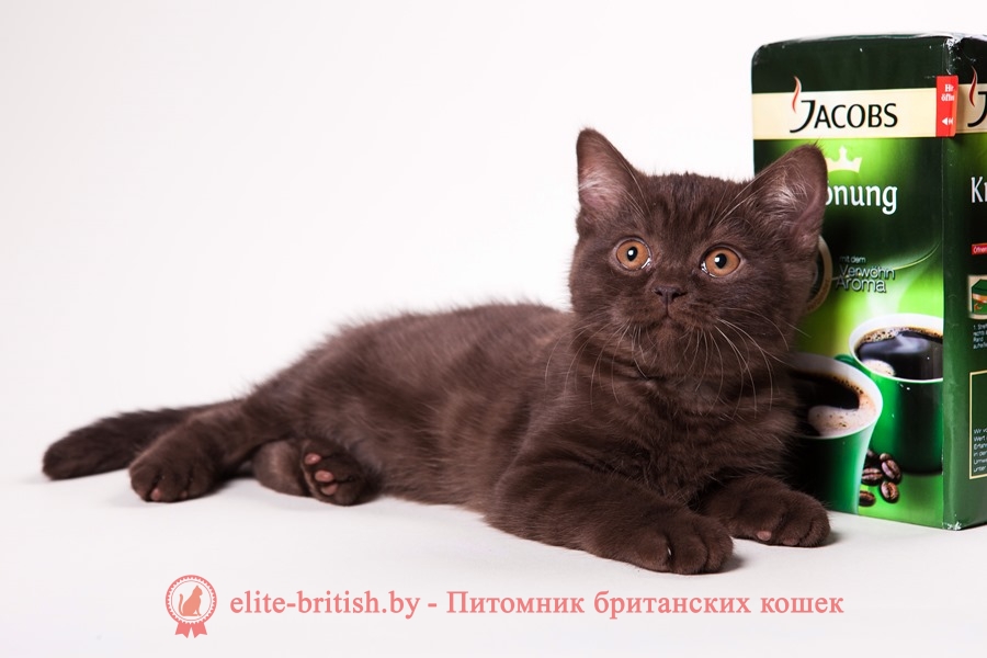 Британский котенок шоколадного окраса Клеопатра