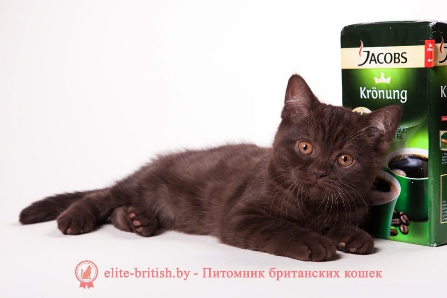 Британский котенок шоколадного окраса Клеопатра
