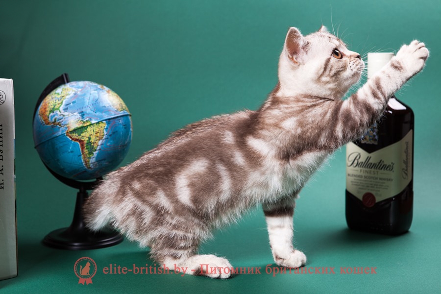 Британский котенок серебристого шоколадного мраморного окраса Кристалл