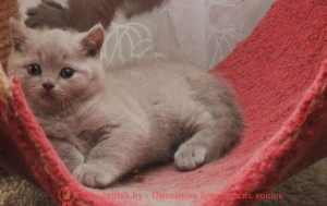 Британский котенок лилового окраса Каспер