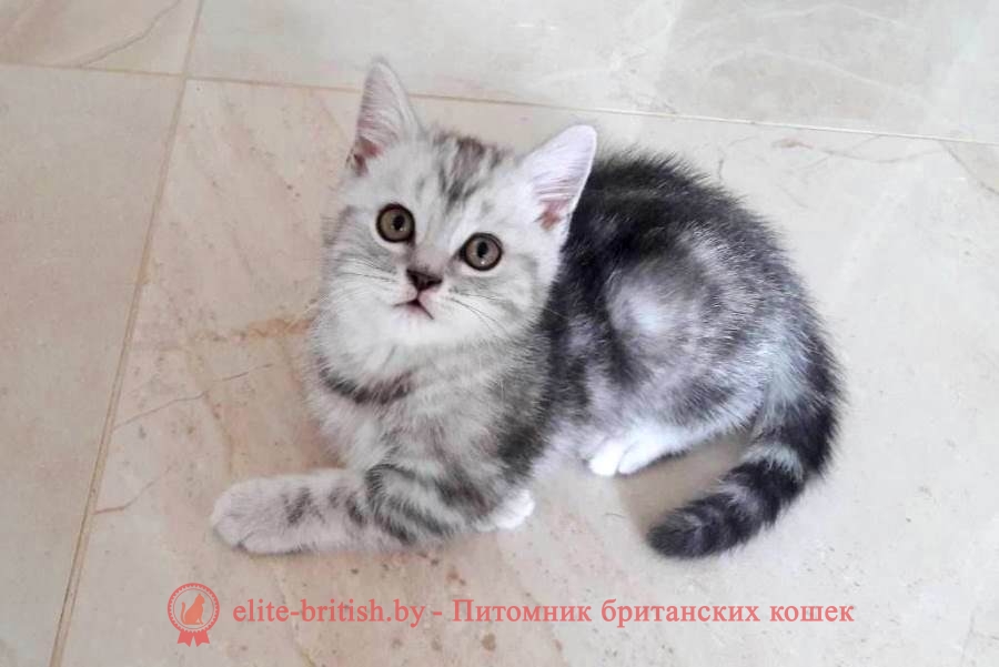 Британский котенок черный мрамор на серебре Бакс