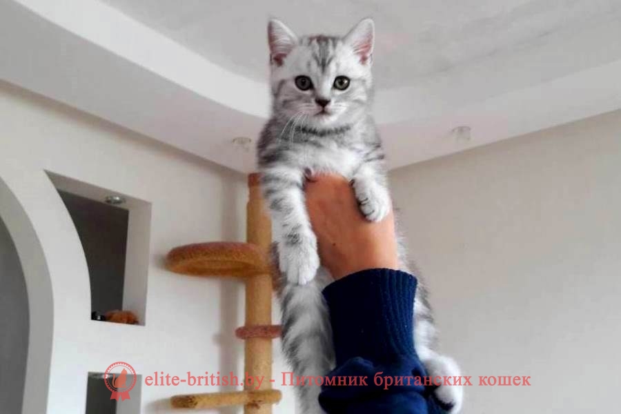 Британский котенок черный мрамор на серебре Бакс