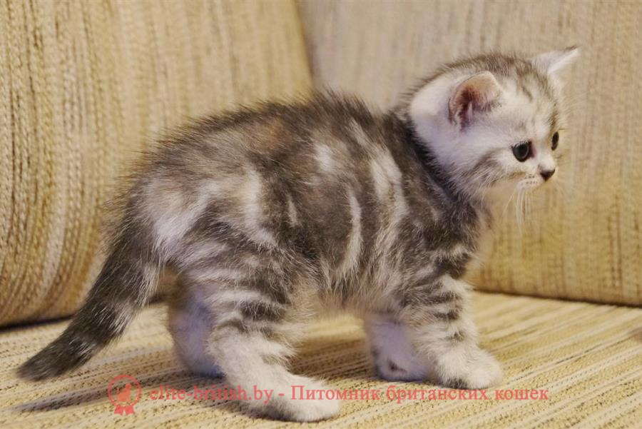 Британские котята черный черепаховый мрамор на серебре - Муза