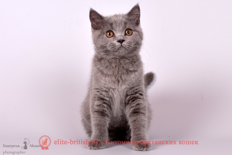 Британский котенок голубого окраса Robert Pruss (Роберт)
