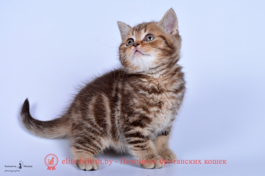 Британские котята шоколадного, пятнистого и мраморного окрасов