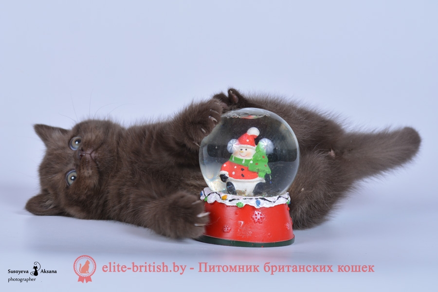 Британские котята шоколадного, пятнистого и мраморного окрасов